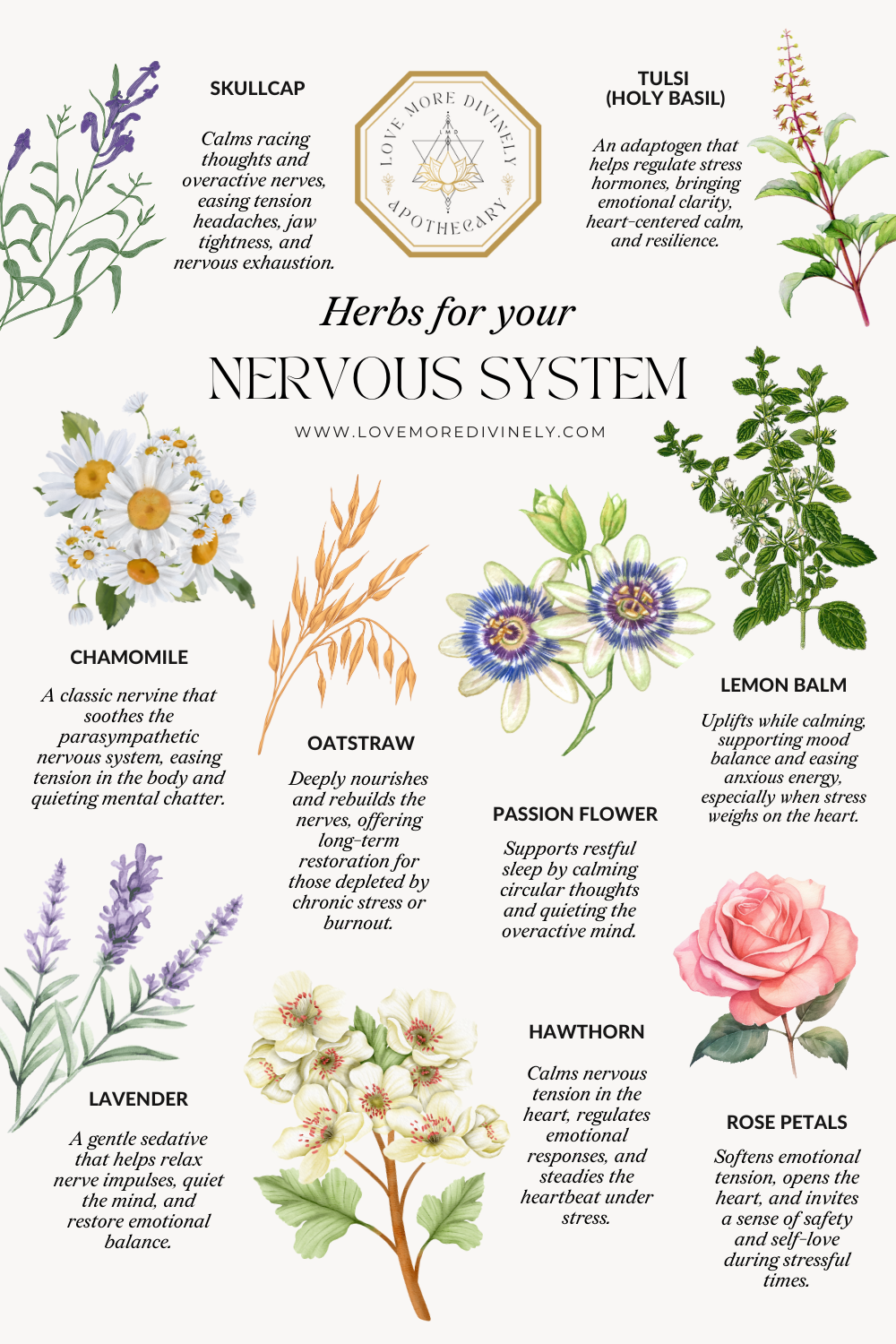 Divine Nervine: A Sacred Herbal Tea for Nervous System Repair, Emotional Resilience, and Energetic Recalibration