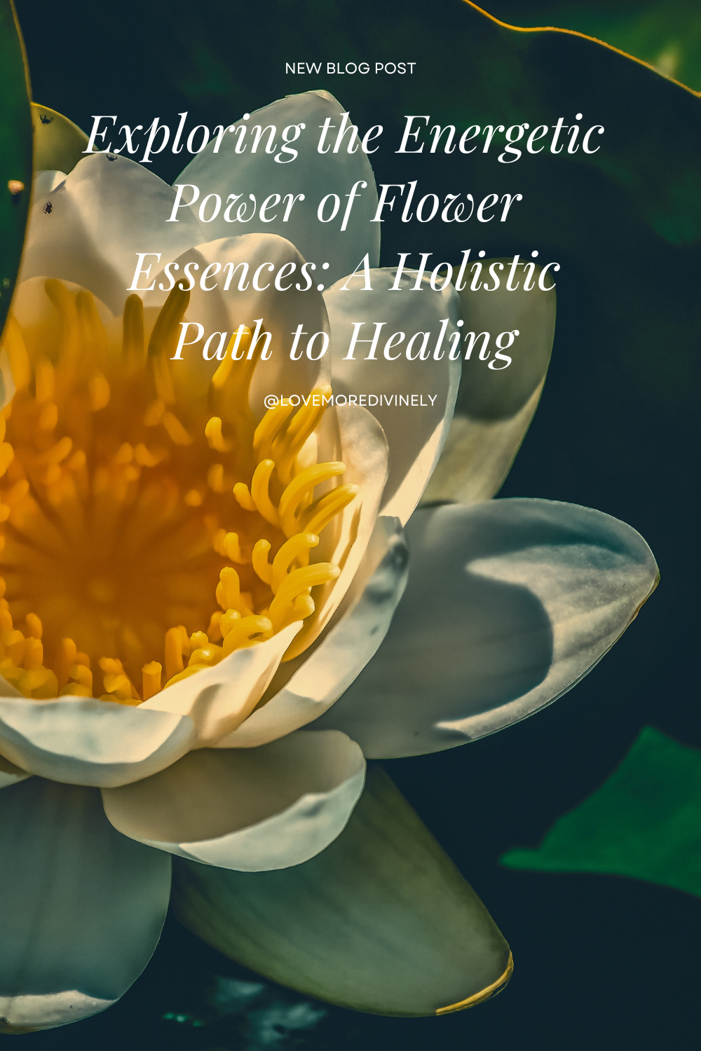 Exploring the Energetic Power of Flower Essences: A Holistic Path to Healing