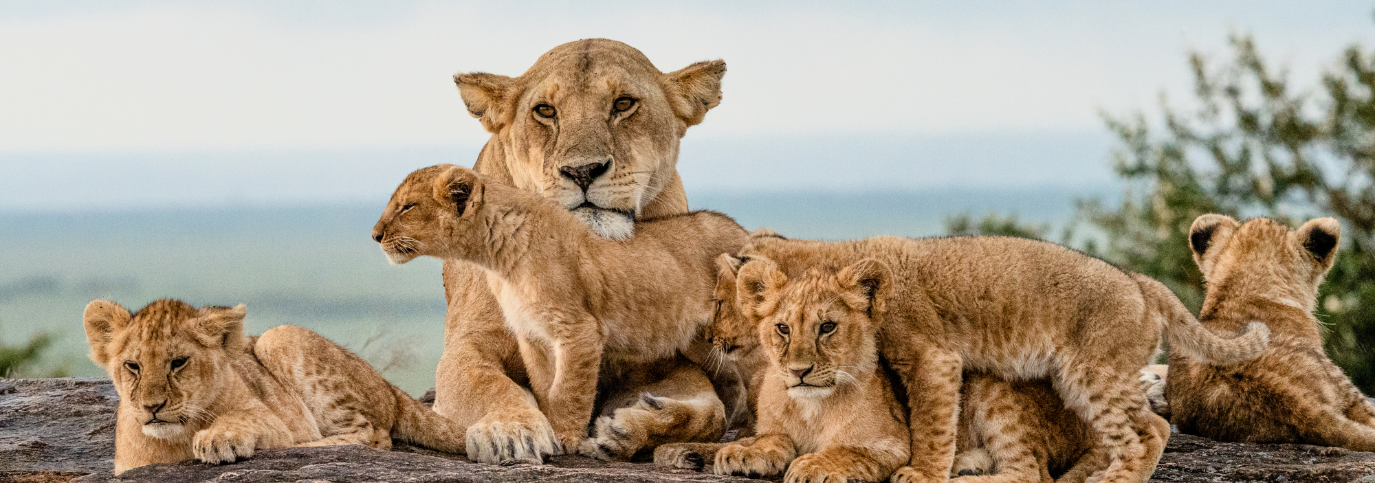 The Leo Child: What You Need to Know