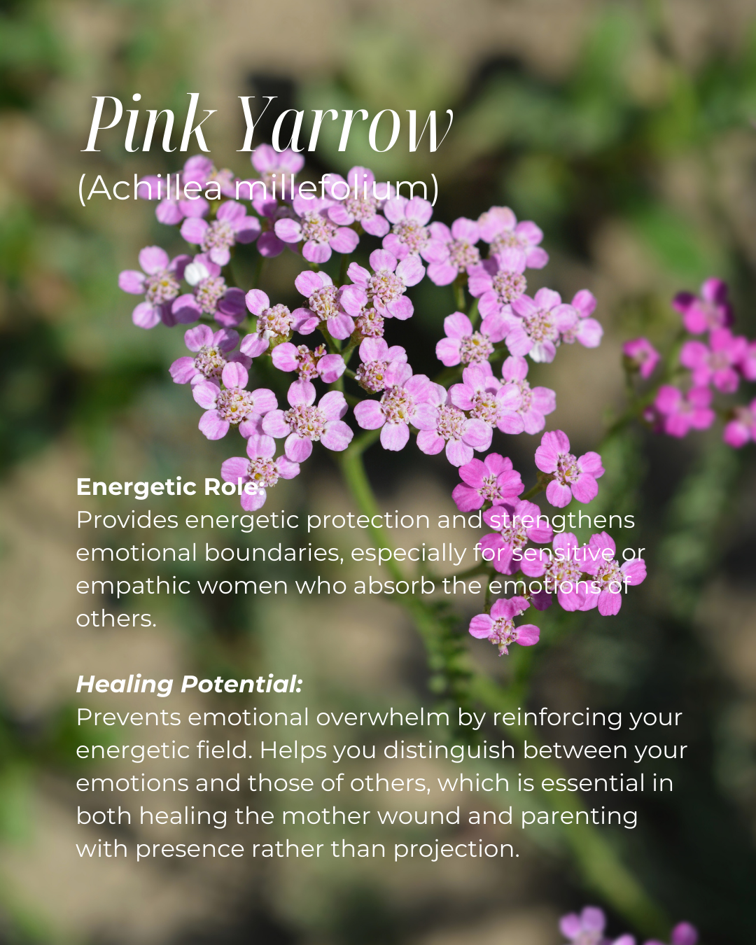 Sacred Womb Flower Essence - Sacral Chakra - LITTLEMISSDESSA