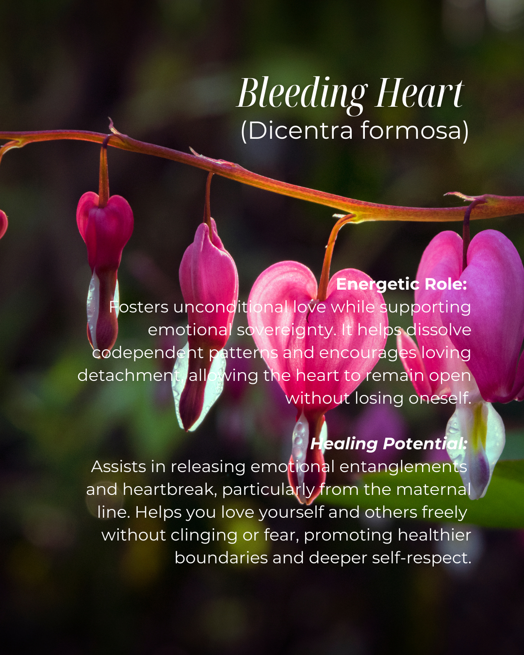 Sacred Womb Flower Essence - Sacral Chakra - LITTLEMISSDESSA