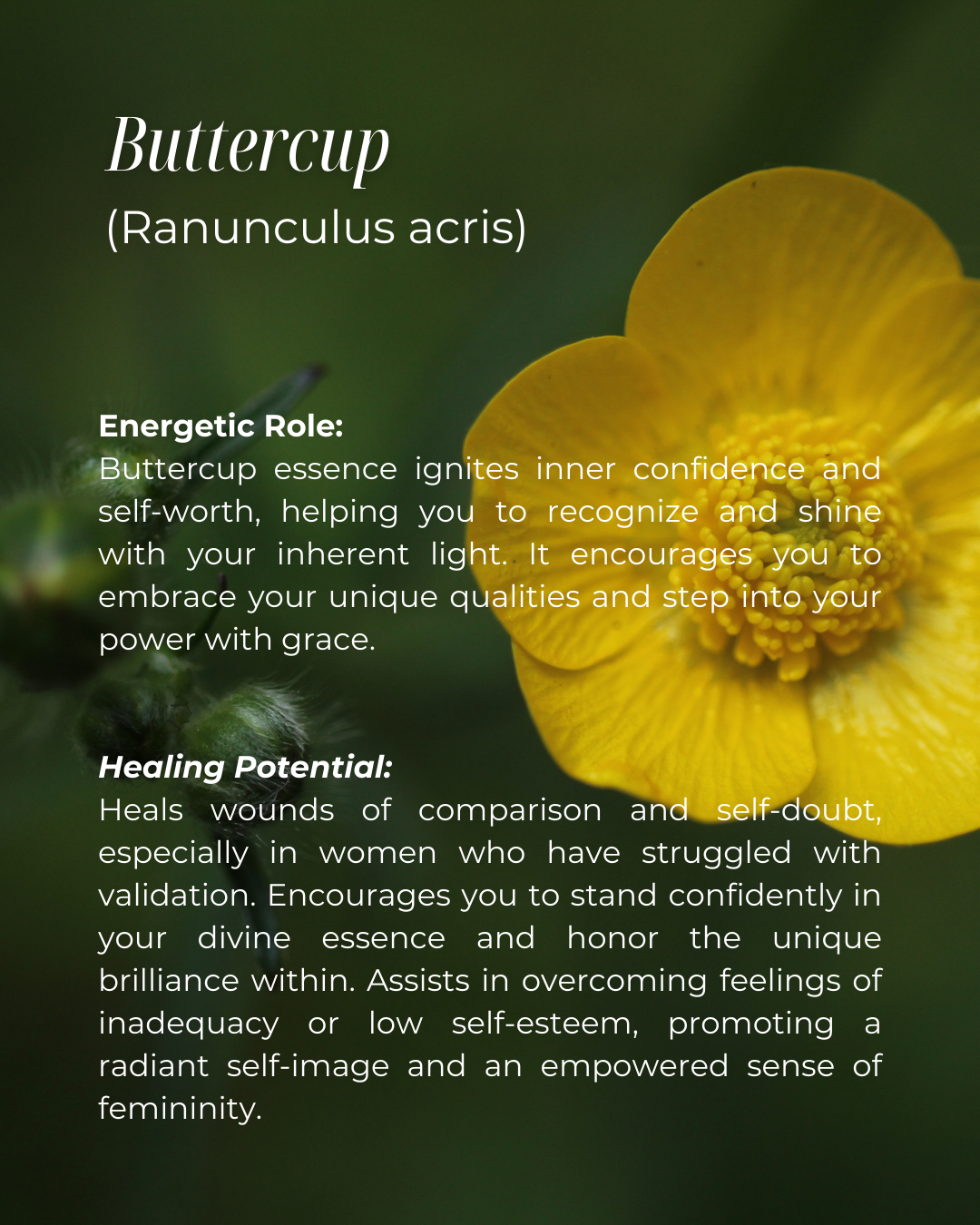 Sacred Womb Flower Essence - Sacral Chakra - LITTLEMISSDESSA