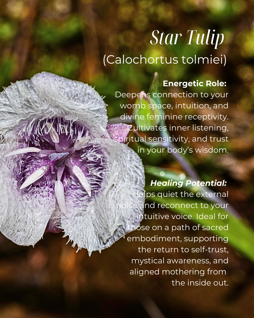 Sacred Womb Flower Essence - Sacral Chakra - LITTLEMISSDESSA