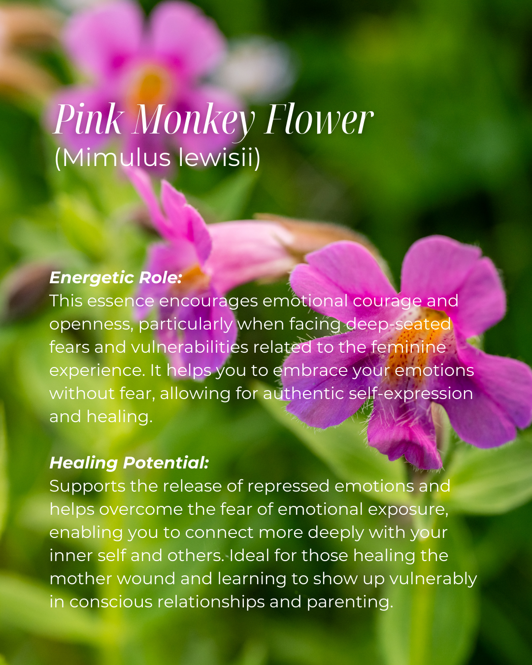 Sacred Womb Flower Essence - Sacral Chakra - LITTLEMISSDESSA