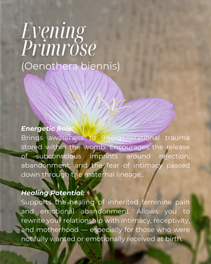 Sacred Womb Flower Essence