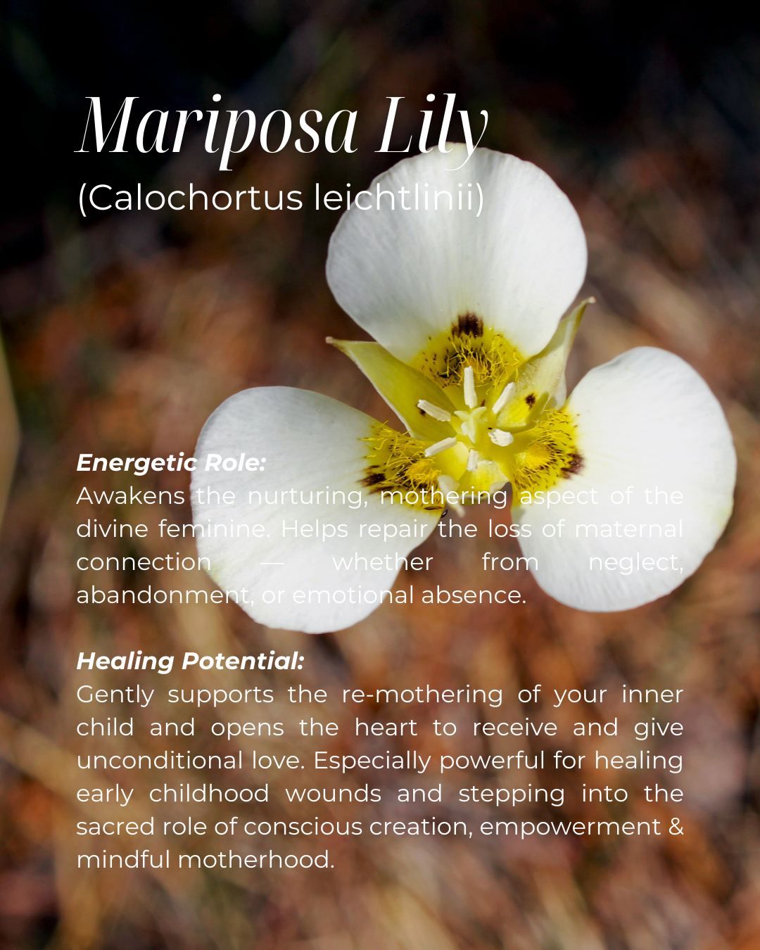 Sacred Womb Flower Essence - Sacral Chakra - LITTLEMISSDESSA