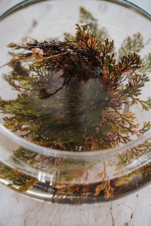 Rose of Jericho (Selaginella Lepidophylla) - LITTLEMISSDESSA