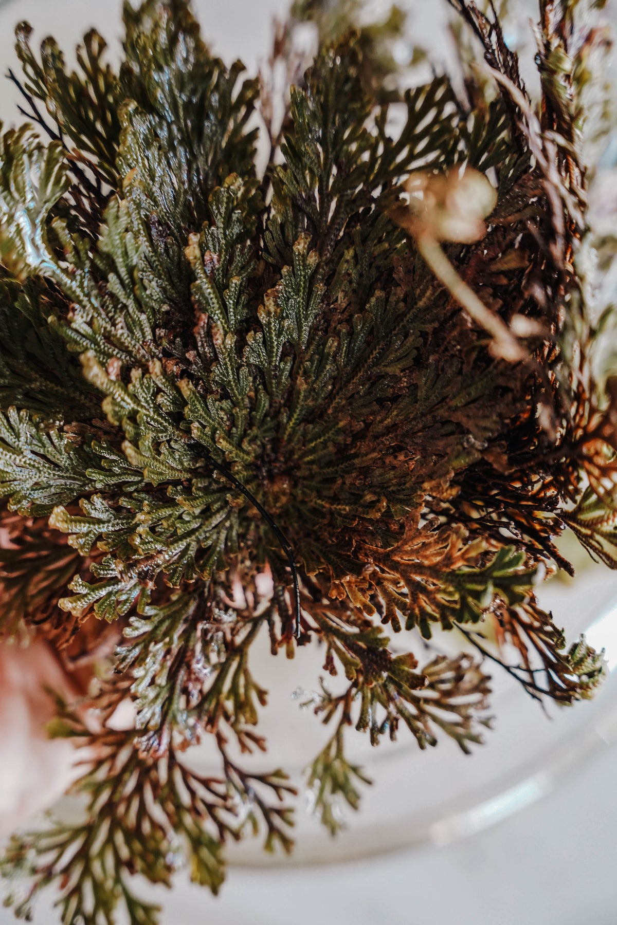 Rose of Jericho Resurrection Flower (Selaginella Lepidophylla) - LITTLEMISSDESSA