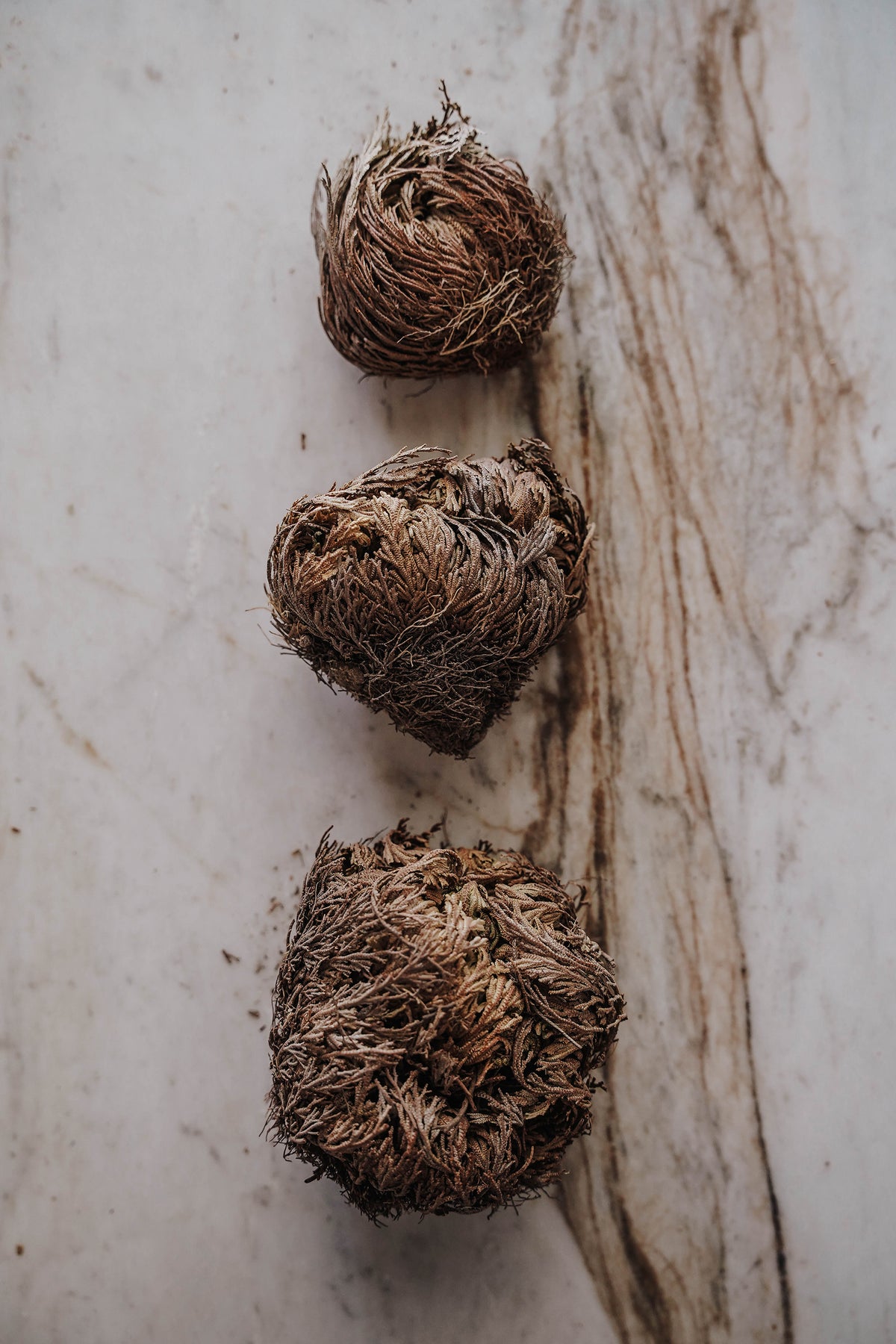 Rose of Jericho Resurrection Flower (Selaginella Lepidophylla) - LITTLEMISSDESSA