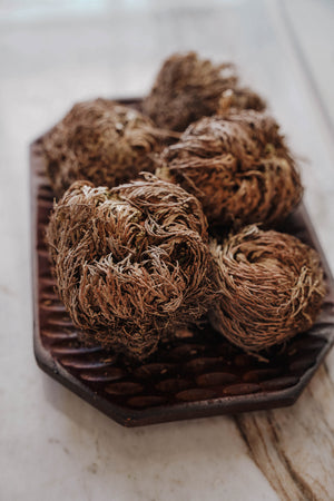 Rose of Jericho Resurrection Flower (Selaginella Lepidophylla) - LITTLEMISSDESSA